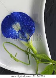I was a bit weird when i knew the scientific name clitoria ternatea. Bunga Telang Images Illustrations Vectors Free Bigstock