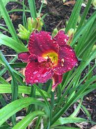 epingle par viviane viardet sur fleurs et plantes au jardin planter des fleurs fleurs jardins