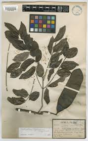 Image result for Erythrophleum