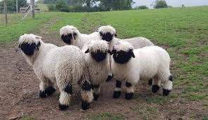 The Cutest Sheep In The World Comes To The U S Hobby Farms Sheep Breeds Cute Sheep Sheep Pen