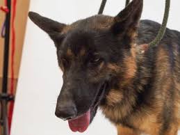 Jozey's birthday is november 3, 2010. German Shepherd Puppies Rescue Colorado Pets Lovers