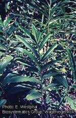 Image result for Aframomum corrorima