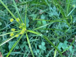 Image result for Cyperus