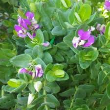 Image result for Polygala marensis