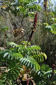 Image result for Melianthaceae