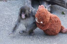 Zoo Explains Viral Video of Baby Monkey Punch Being Dragged by Troop