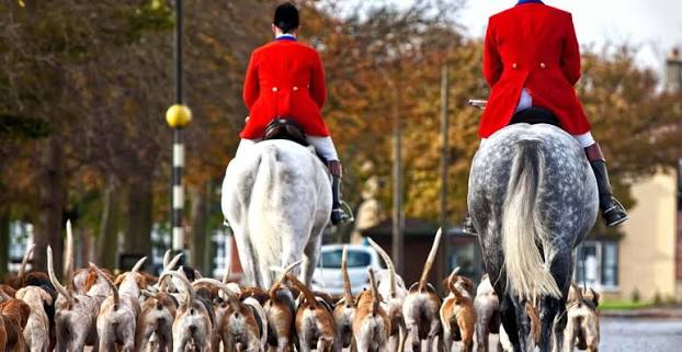 Hunting Life Hunting Foxes With Lurchers By Day The History Of Fox Hunting In Britain