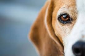 The best female dog names. Unique Dog Names For A Girl Beagle List With Meanings