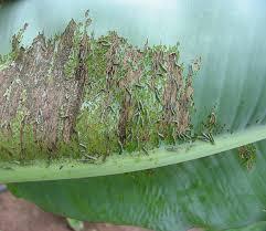 Their sticky excrement can cause sooty mold growth on the banana plant. Leaves Better Bananas