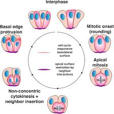 In plants, the phragmoplast extends and forms the cell wall. The Actin Cytoskeleton Governs Apical Mitosis And Daughter Cell Dispersion In Intestinal Epithelia Biorxiv