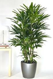 Big House Plants Best Tall Indoor Plants Ideas On Big Plants Large Plants For Indoors Common House Plan Tall Indoor Plants Big House Plants Common House Plants