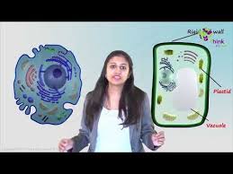 Difference Between Plant And Animal Cell Are Explained In Detail