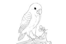 Trah atau darah burung juara itu juga merupakan hal penting dalam memilih bakalan lovebird. Download Sketsa Gambar Burung Lovebird Ini Jenis Jenisnya