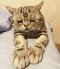 pin on pets