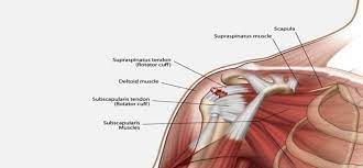 Serious and debilitating complications developed if the deltoid muscle origin did not heal back to the acromion, so surgeons now will now access the rotator cuff tear by leaving the deltoid muscle attached and simply splitting it (like 'peeking through closed curtains') to gain access to the rotator cuff where it attaches to the humerus. Can Rotator Cuff Injuries Heal By Itself
