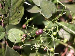 Image result for Rubia cordifolia
