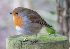 Pin By Maricel Romero On Birds I Love Pet Birds Animals Beautiful Beautiful Birds