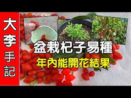 園藝種植 盆栽杞子易種 年内開花结果 youtube in 2021 vegetables garden