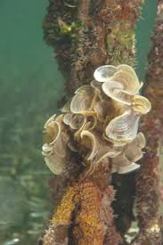 Worms World Register Of Marine Species Padina Adanson 1763