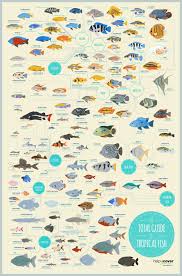 Infographic Journal The Total Guide To Tropical Fish