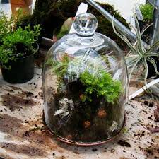 Build A Terrarium In 6 Easy Steps Build A Terrarium Terrarium Plants Plants