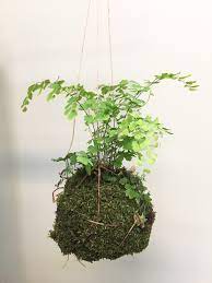 Kokedama directly translates as moss ball from japanese. Creating Your Own Kokedama Seattle S Favorite Garden Store Since 1924 Swansons Nursery