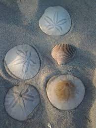 Don T Call Me Betty Sea Shells Shell Beach Shells