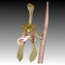 Image result for Oeceoclades saundersiana