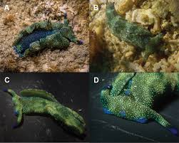 Image result for Kotschya stolonifera