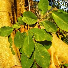 Image result for Bridelia