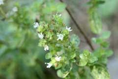 Image result for Origanum majorana