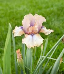 Can you cut down iris after they bloom? Year Of The Iris National Garden Bureau About Irises