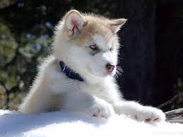 Well socialized by myself and my family and friends. Alaskan Malamute Puppies For Sale California Pets Lovers