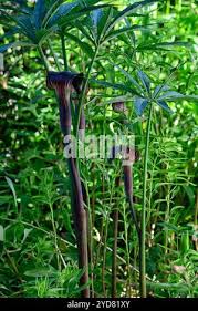 Image result for Arisaema mildbraedii