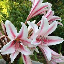 Image result for Crinum walteri