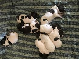 Use the search tool below and browse. German Shorthaired Pointer Puppies Updated Pics Added Texas Hunting Forum