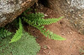 Image result for Cheilanthes hirta