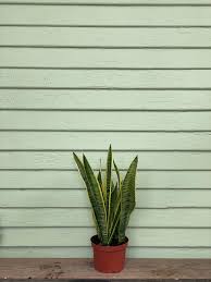 Image result for Habenaria laurentii