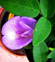 Clitoria Ternatea Lavender Pea Flowers For You Flower Painting Flowers