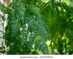 Image result for Moringaceae