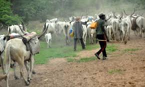 Welcome to Solo Makinde's Blog (The Gossip): Herdsman allegedly rapes  70-yr-old woman in Ebonyi