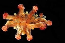 Staurozoa Are Cnidarian Containing Roughly 50 Species Commonly Known As Stalked Jellyfishes Or Stauromedusae The Greek Greek Roots Science Nature Mind Blown