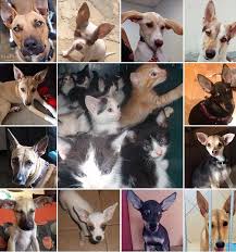 Search a wide range of information from across the web with allinfosearch.com. Dogs And Cats Of The Dominican Republic