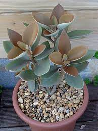 Pin On Kalanchoe