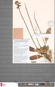 Image result for Bulbophyllum schinzianum