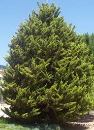 Image result for Cupressus macrocarpa