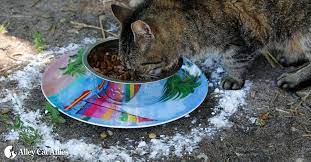 Ants shall always make a beeline for your dog's food dish. Alley Cat Allies Ant Proof Bowl Recommendations Alley Cat Allies