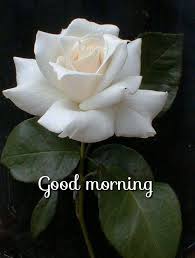 Good Morning Rose Flower Hybrid Tea Roses Beautiful Roses