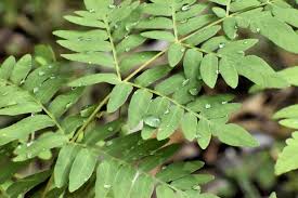 Image result for Osmunda regalis