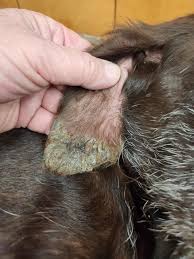 Image result for abscess dog's ear flap